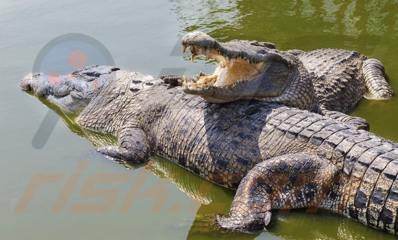 Crocodile Smile Ransomware Hintergrund