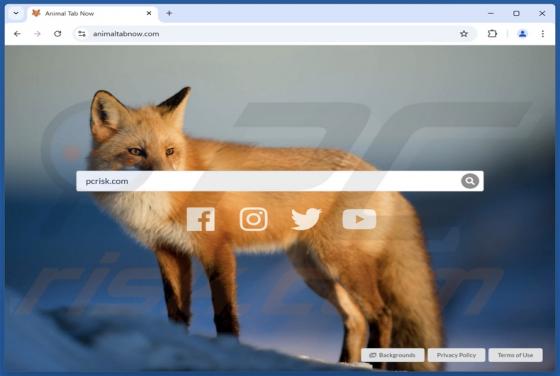 Animaltabnow.com Weiterleitung
